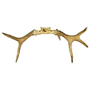 Naturally Shed Wild Moose Antler (Horn, Knife, Carving, Chew, Taxidermy) Full‎